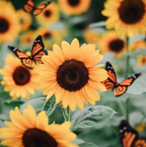 Meet your Posher, Simone